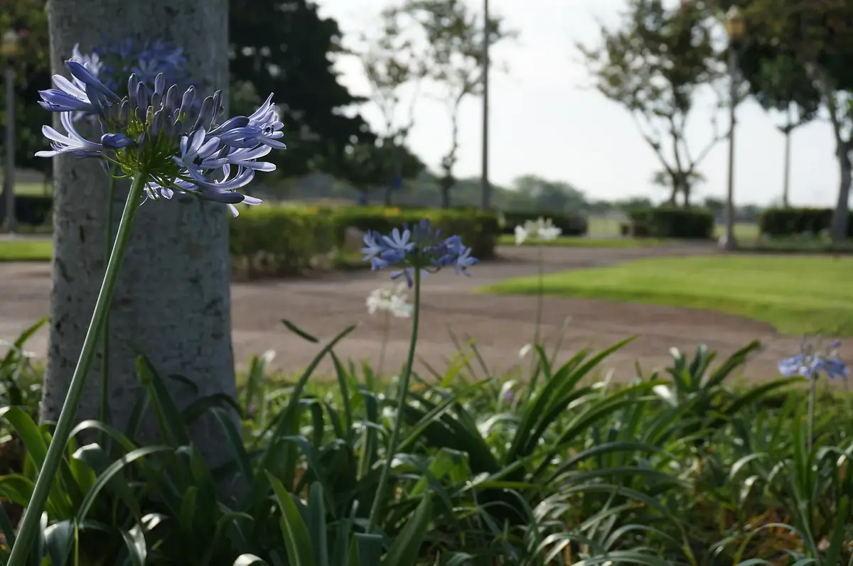 a morning view across Kapolei Regional Park with agapanthus flowers and a tree trunk in the foreground